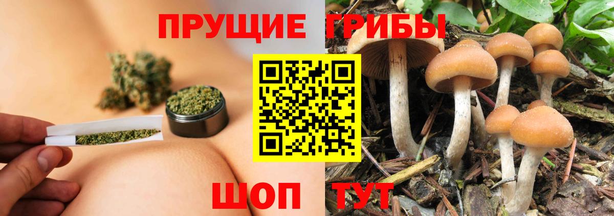 Майкоп  Псилоцибиновые грибы Cubensis  Вход с VPN 